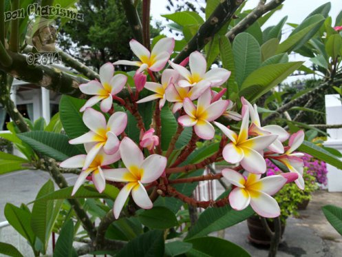 DonCharisma.org-Frangipani-Plumeria-Flowers
