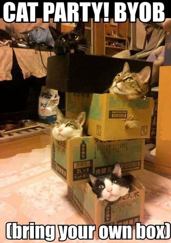 Cat Party, Bring Your Own Box