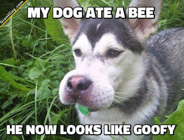 My Dog Ate A Bee Now He Looks Like Goofy