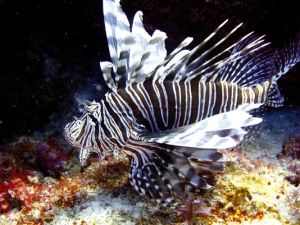 1406581249000-AP-Eating-Invasive-Species