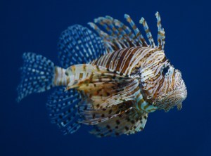 Lionfish Getty Images