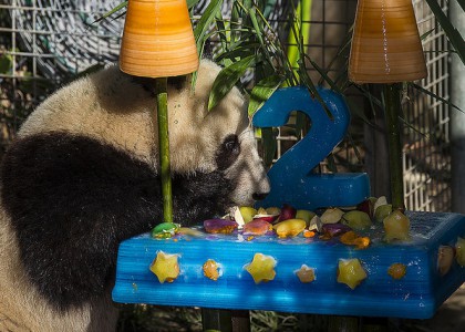 14591772050_b2ae28d549_z1-420x300