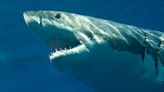 great_white_shark_0701