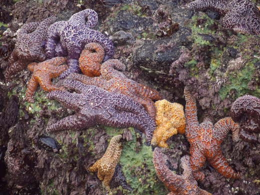 Starfish Party