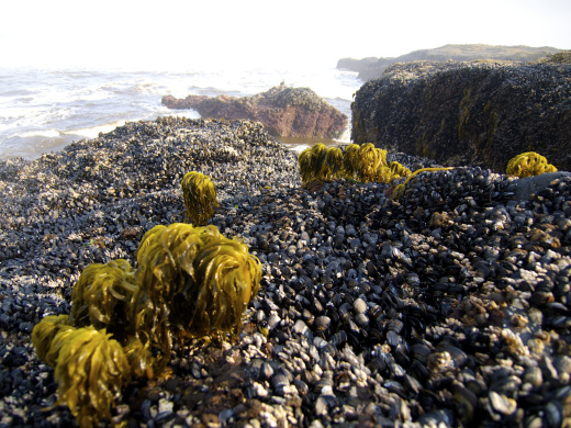 Seaweed Palms