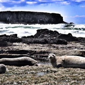 10592977_756966874342004_8168718906453890157_n