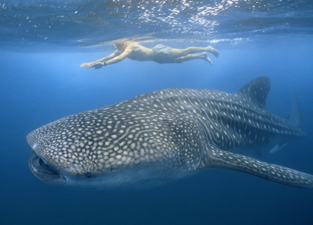 whale-shark