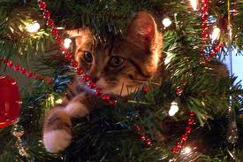 cat in tree