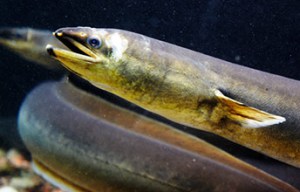 Endangered American Eel.