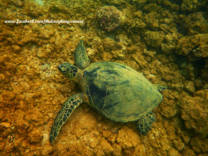 sea turtle 2
