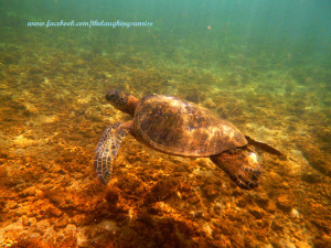 sea turtle 6