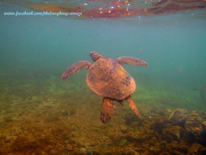 sea turtle