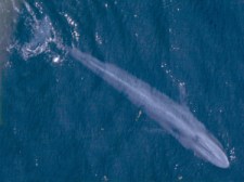blue_whale_001_noaa_body_color